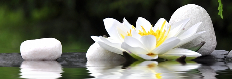 Weiße Seerose auf Gartenteich
